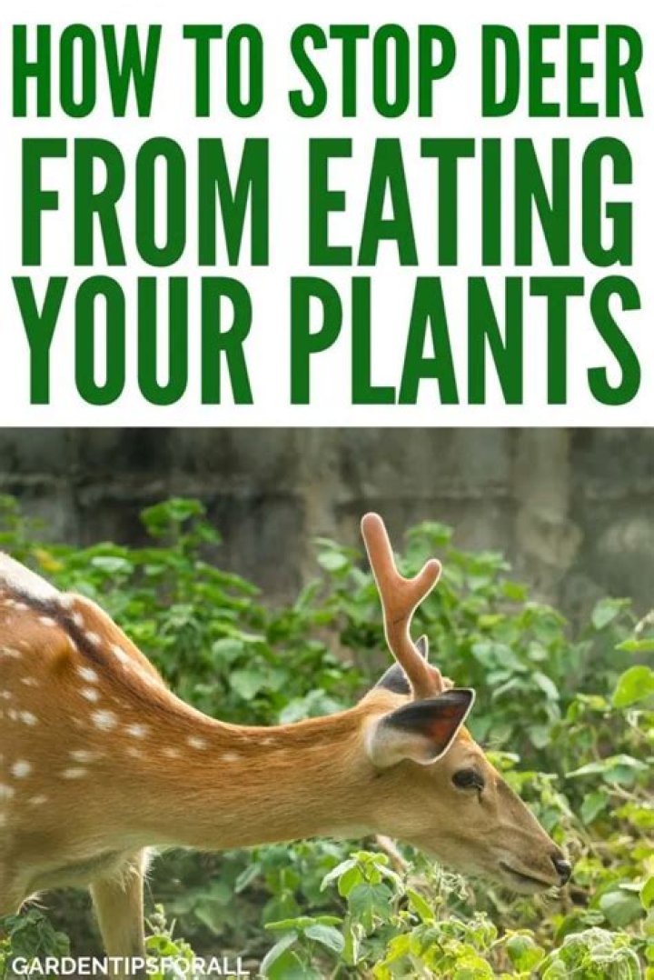How do I keep deer from eating my potato plants?