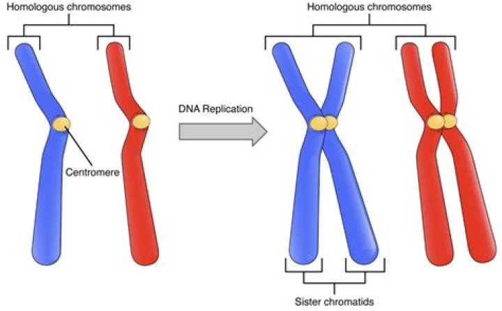 How many chromosome pairs does a potato have?