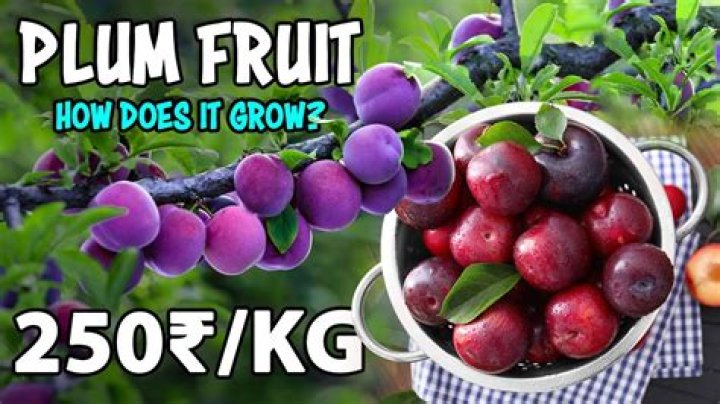 What fruit can I use instead of plums?